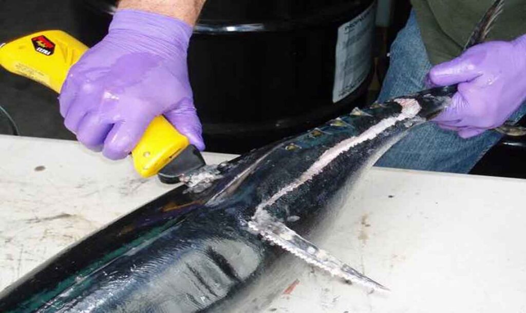 10 Best Electric Fillet Knives in 2022 [Review and Buying Guide]